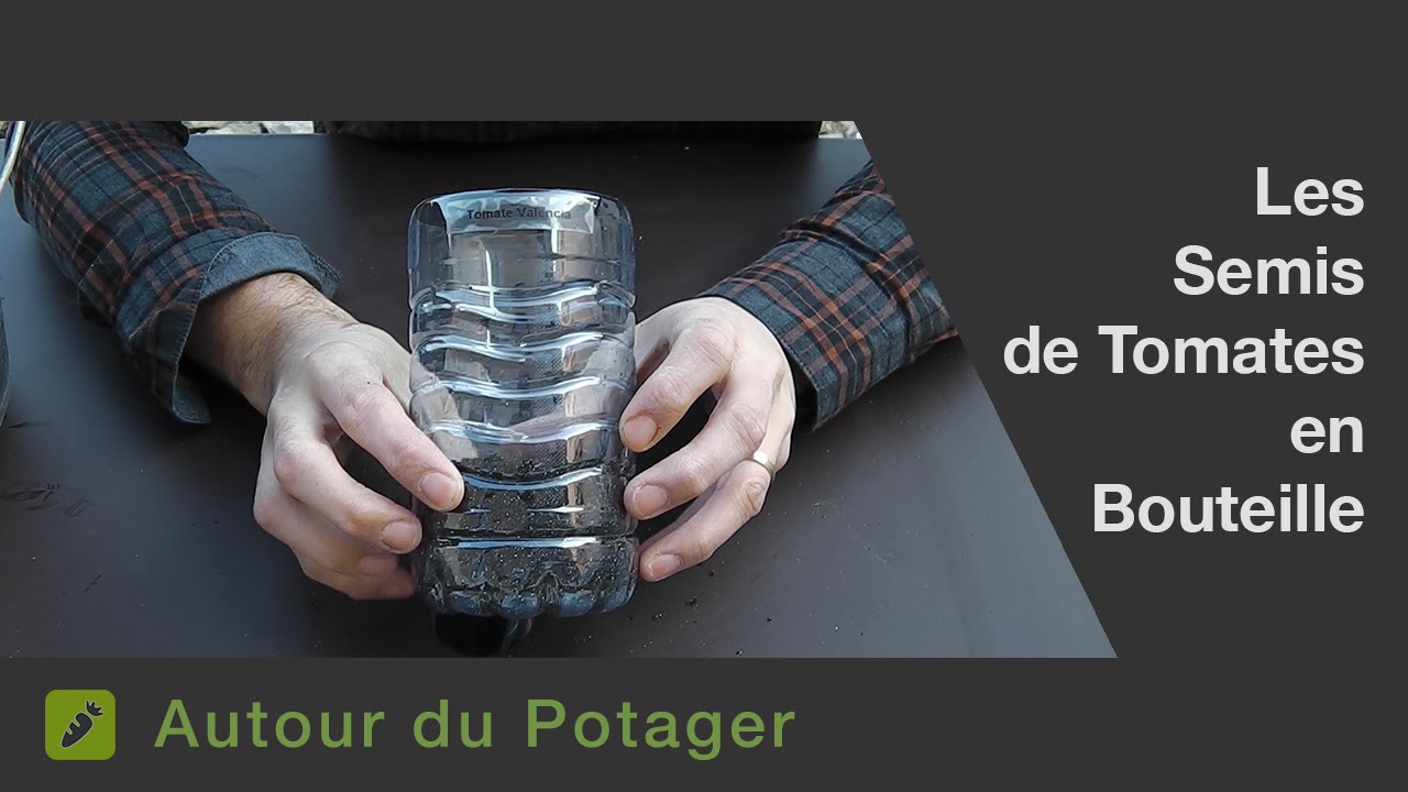 La technique pour semer ses tomates dans des bouteilles