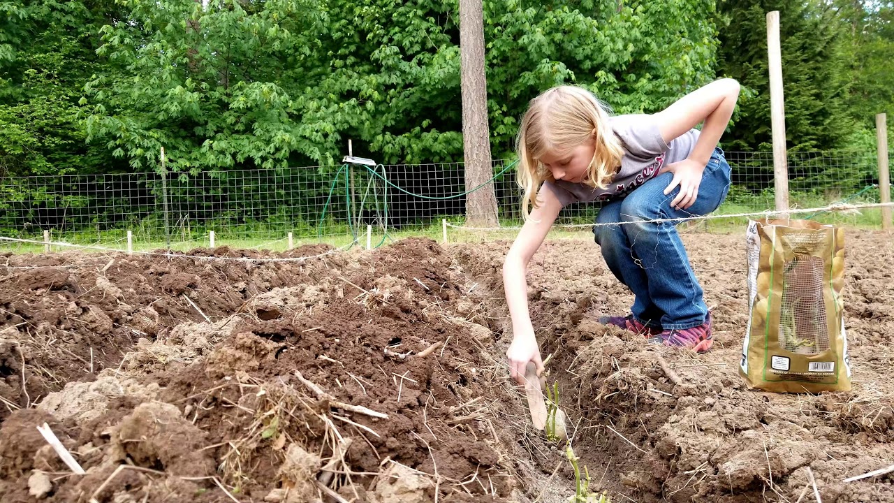 How to Plant Potatoes - YouTube
