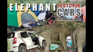 ELEPHANT DESTROYS CARS IN NAGALAND | JUNGLE CAMPING | RIVER FISHING | VLOG