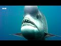 Incredible Natural World Wonders - Narrated by Sir David Attenborough | BBC Earth