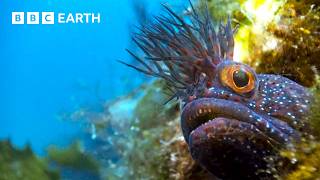 Incredible Natural World Wonders - Narrated by Sir David Attenborough | BBC Earth