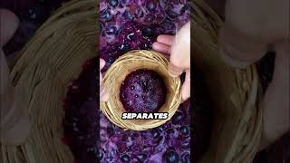 Why People Trap Fresh Fruit in Complete Darkness