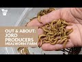 Out & About with Jord Producers:  Commercial Mealworm Farm