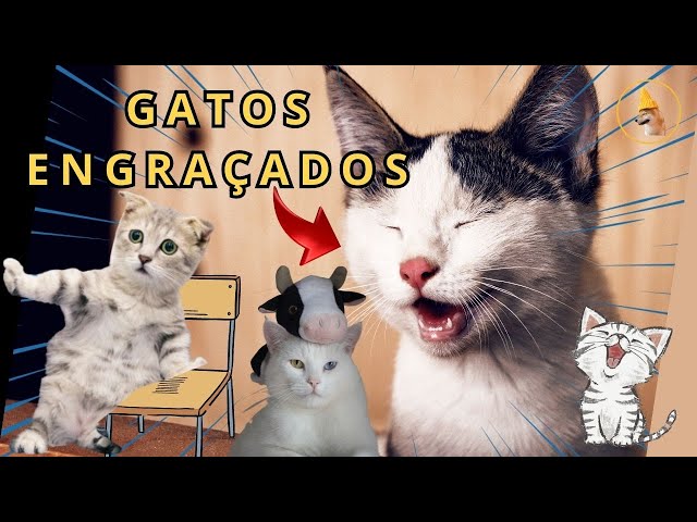 Animais engraçados - Cães e gatos engraçados - Binho e Mel #58 