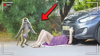 ช่วงเวลาสัตว์สุดคลั่งที่ดูบ้าบอเกินกว่าจะเป็นเรื่องจริง!