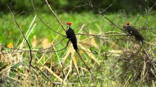 Pileated Woodpeckers