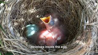 The Life Cycle of Birds