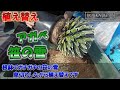 【アガベ】笹の雪の植え替え！根詰まり気味の株を雑談交えて植え替えます【Agave】【園芸】