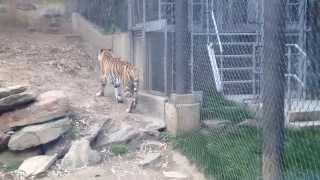 Amur tiger Philadelphia Zoo