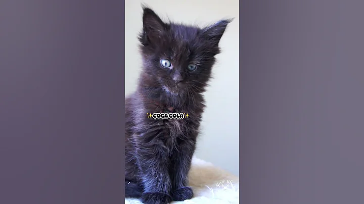 Watch the video about 👀 Say Coca Cola... | Maine Coon Cat #kitten #joke