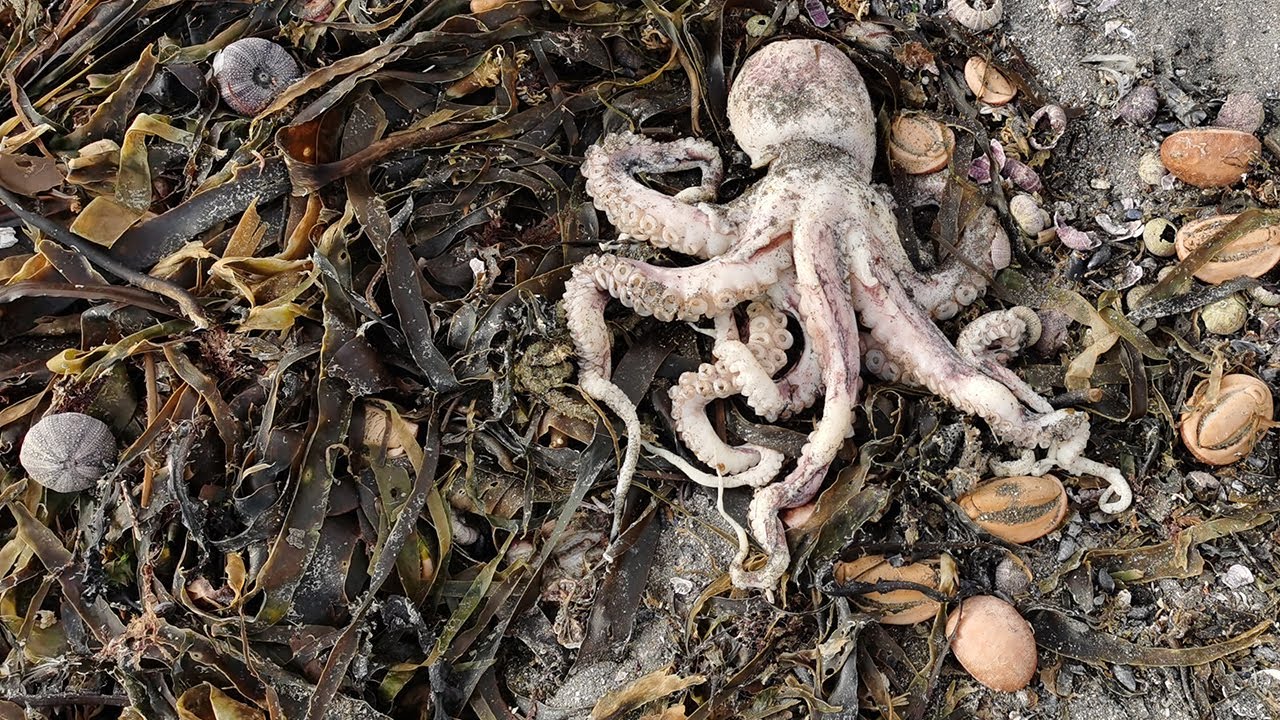 'Ecological disaster' Dead octopuses, seals and sea urchins wash up