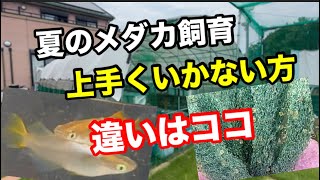 夏のメダカが絶好調の理由とは！？