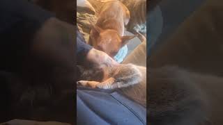 Heelers cute   youtubeshorts puppy dog