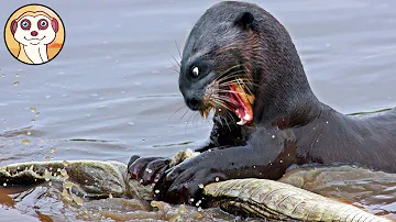 Quali animali mangiano le vipere?