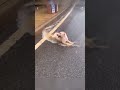 Shiba Inu and more other dogs rallied up