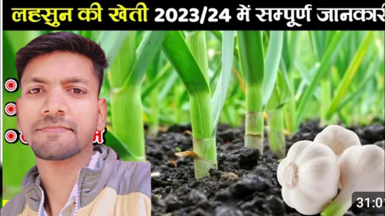 lahsun ki kheti lahsun ki rupaye lahsun kaise ugate hain lahsun views