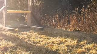Agility Course