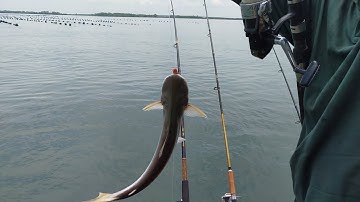 Câu cá ngày nước ương có gì | Cá Vồ biển, cá Chét, cá Bông Lau | Sông Nước Cần Giờ - Châu Huỳnh.