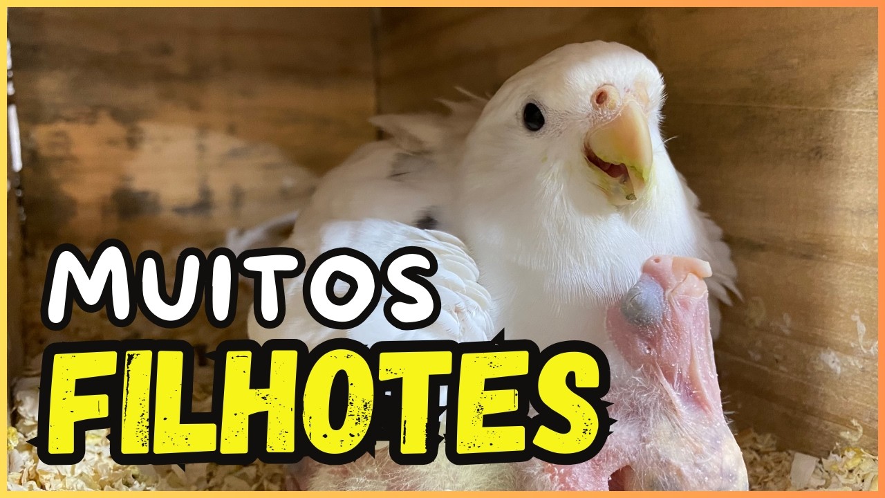 MUITOS FILHOTES DE CALOPSITAS - ABRINDO OS NINHOS DAS GAIOLAS