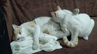 Indian Idol 16 11th January 2026  Episode