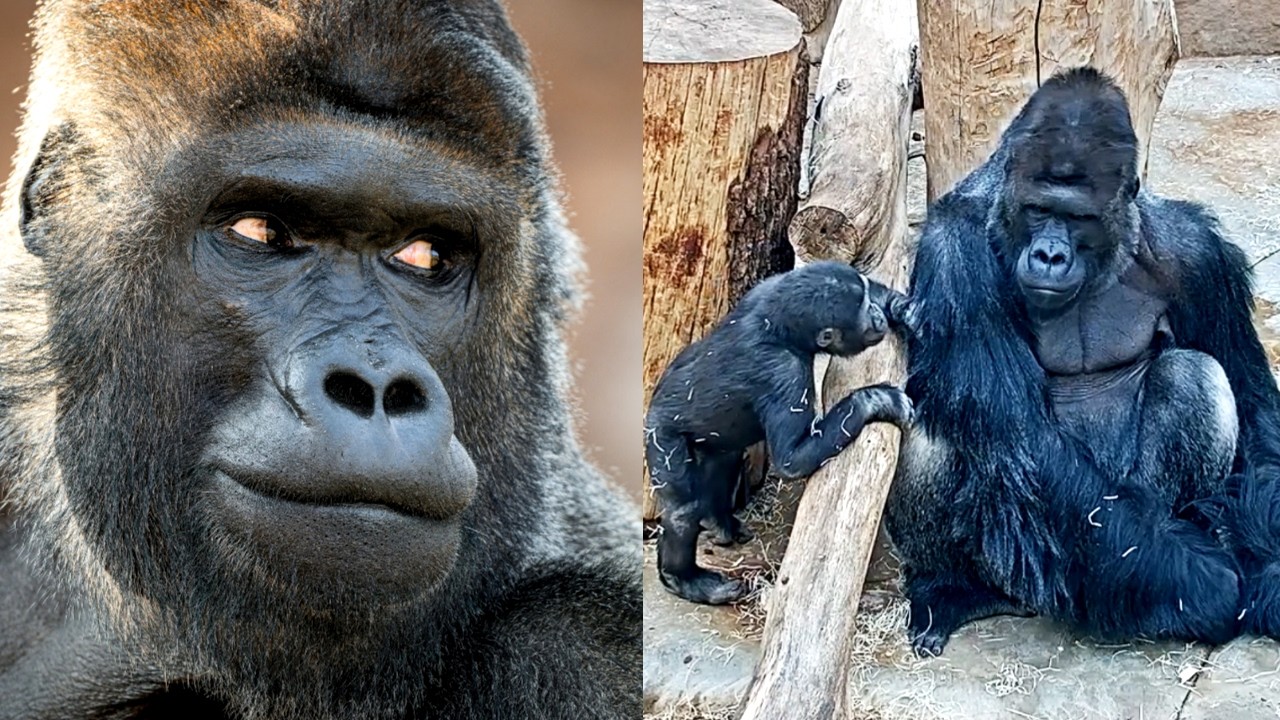 Больше никакого стоицизма! Редкие моменты Аджабу и папы!