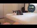 【vr cats 】I’m bored 〜😺ひまだなぁ【vr180 】