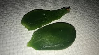 Это Растение Делает КОЖУ ЛИЦА УПРУГОЙ 