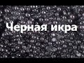 Черная икра