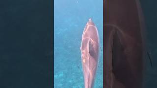 COOKIECUTTER SHARK BITE!