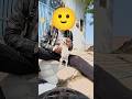 Next video me inka ghar dikhayenge 🐕🐕 #trending #indian #funny #love #nature #motivation #viral