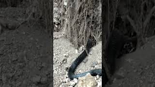 Indigo Snake Eats Python #shorts #viral #youtubeshorts #ytshorts #snakes