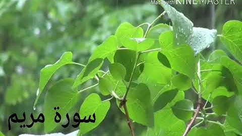 سورة مريم/ارح قلبك / مع القارئ سالم الرويدي