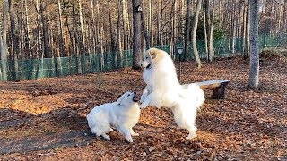 アランがいると騒がしい我が家　Great Pyrenees　グレートピレニーズ