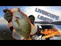 LIVESCOPING a Limit of BIG Crappie in 1 HOUR!! (Crazy Bite)