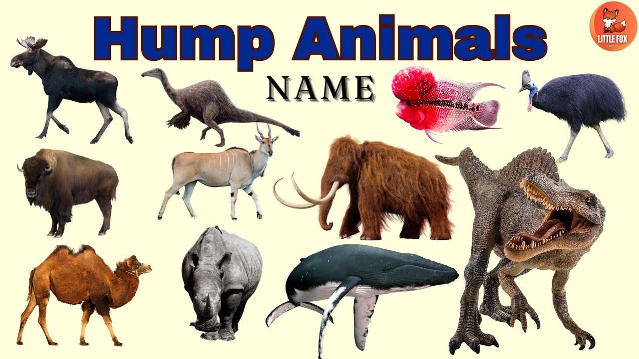 Learn 25 Hump Animals Names in English for Kids 