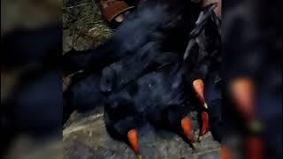 lumayan tak disangka suaranya ampuh