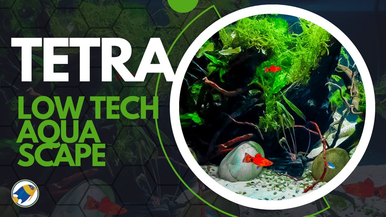 How To Make A Beautiful Planted Tank Without Breaking The Bank?