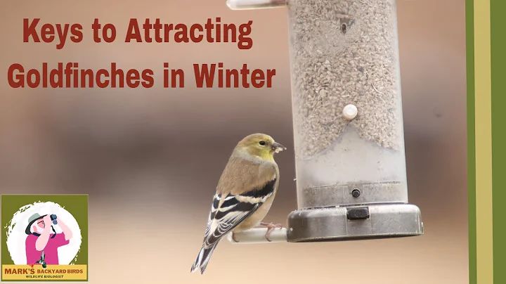 Mark's Keys to Attracting Goldfinches in Winter