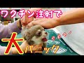 【おもちゃみたいな声で泣く】生後2ヶ月のチワワがワクチン注射で大パニック【チワワ】