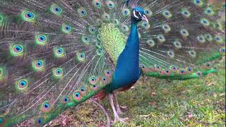 Famous Master Chart Patterns in 60 Seconds: Trading for Beginners Net Worth