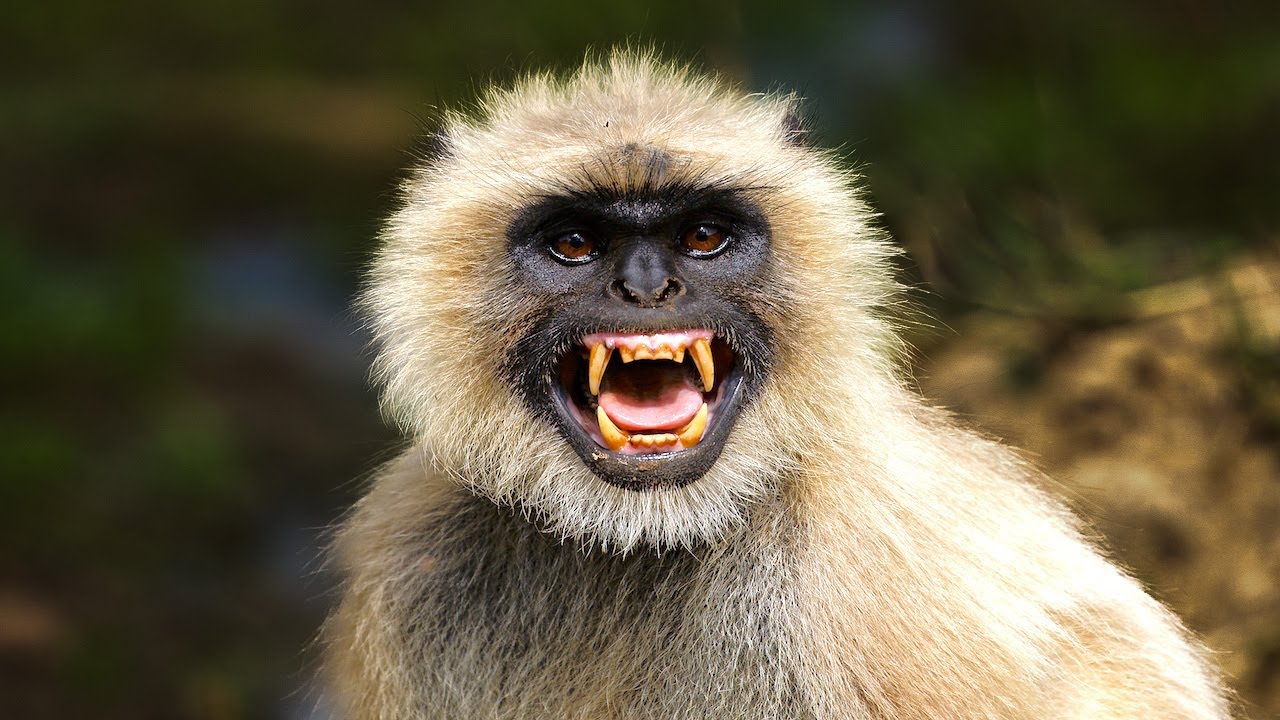 Angry Langur Sound To Scare Monkeys Away