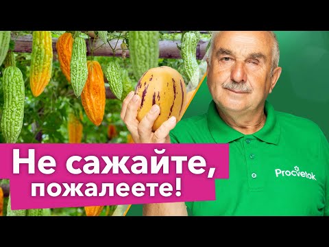 БОЛЬШЕ НИКОГДА НЕ ПОСАЖУ ЭТИ РАСТЕНИЯ В ОГОРОДЕ! Вырастить сложно, а урожая кот наплакал