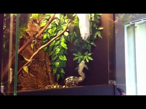 Jungle python feeding on large rat........
