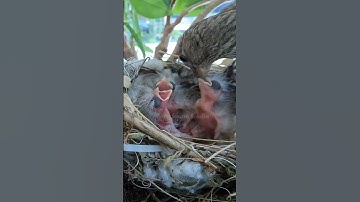 Female House Finch feeds 4 hatchings