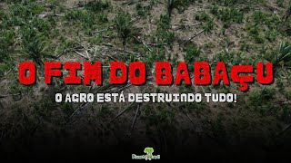 O AGRONEGÓCIO está DESTRUINDO o BABAÇU!