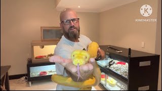 Famous Motley and Tiger lavender albino Reticulated Pythons! Net Worth