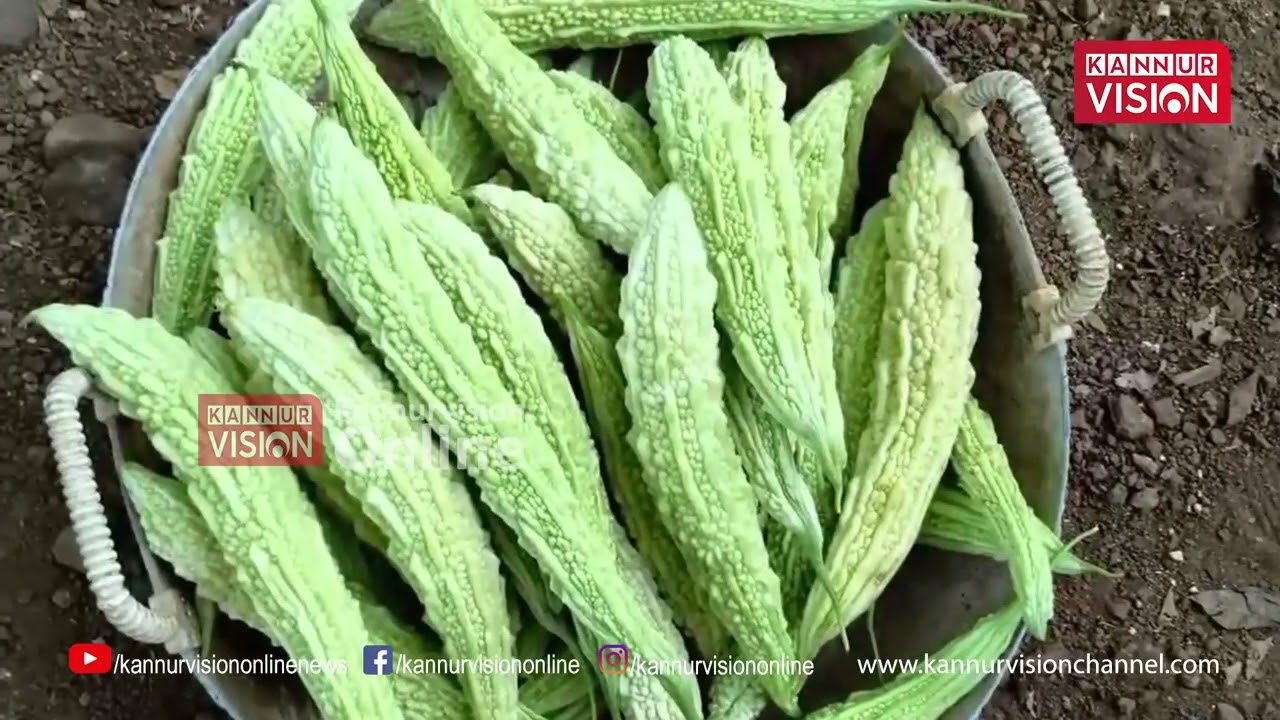 വില കുത്തനെ ഇടിഞ്ഞു;പാവല്‍  കര്‍ഷകര്‍ കടുത്ത പ്രതിസന്ധിയില്‍