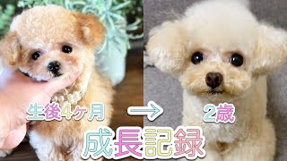 【極小プードル】子犬から2歳までの成長記録【トイプードル】