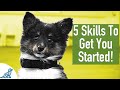 8 Week Old Puppy Training - 5 Exercises To Get You Started!