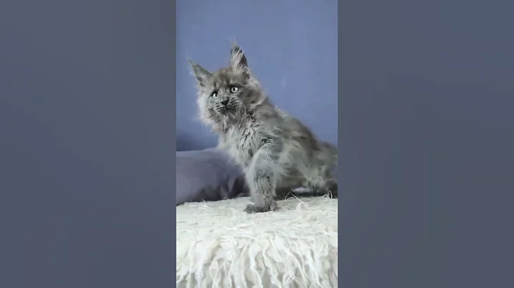 Video 11840911: maine coon male kitten, silver maine coon kitten, maine coon kitten meets, blue maine coon kitten